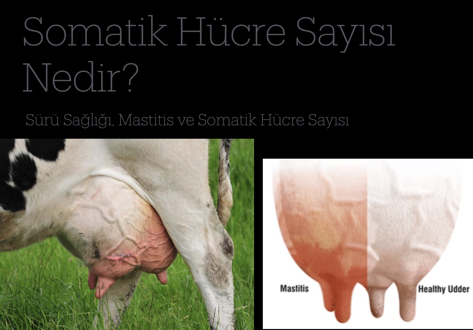 somatik hücre sayısı nedir görseli