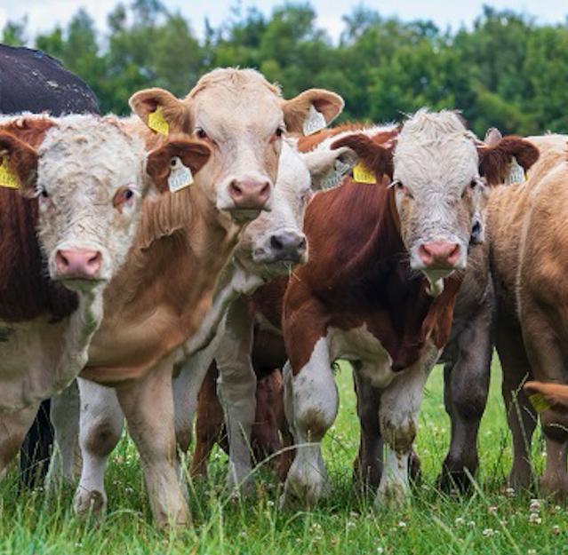 damızlık düvelerde ideal canlı ağırlık artışı görseli